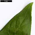 SpeciesSub: var. lanceifolius